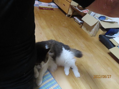 背中にぺったり