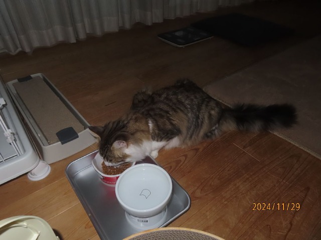 朝ゴハン七時前