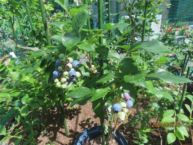 ブルーベリー③