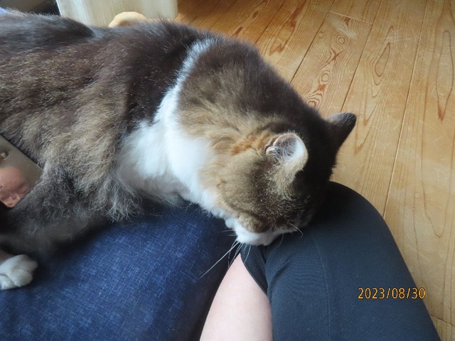 ブラッシング①