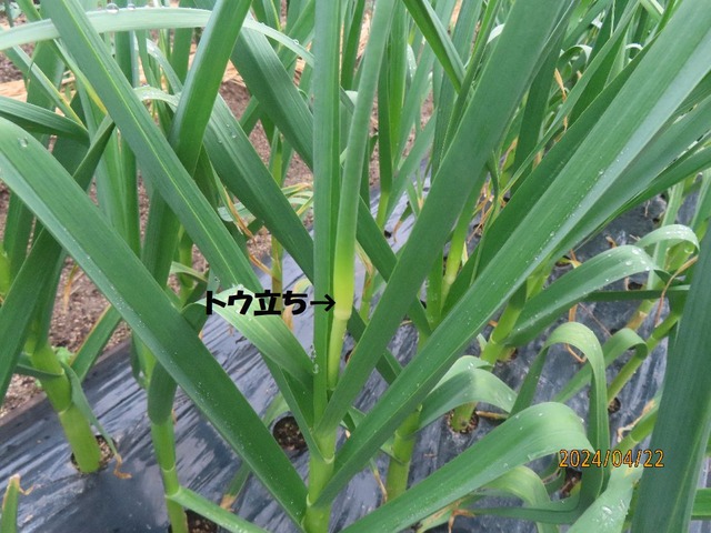 ニンニクトウ立ち①