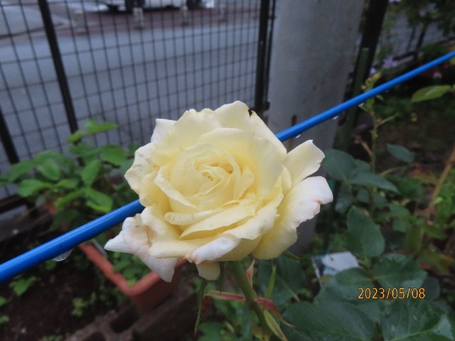 ホワイトクリスマス