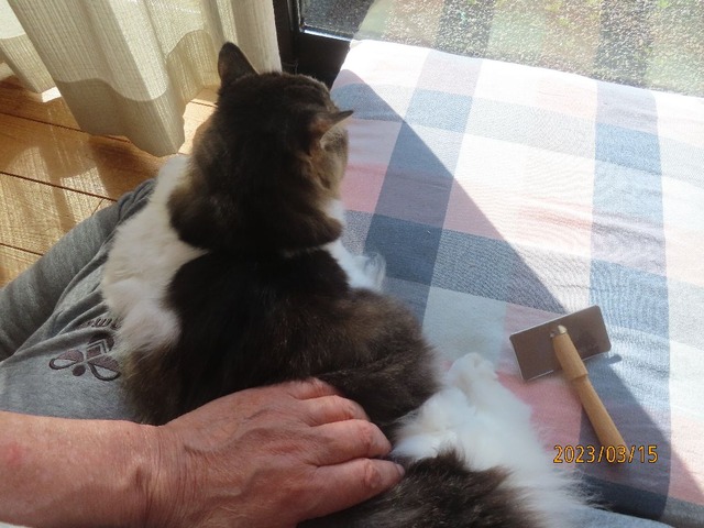 ブラッシング①