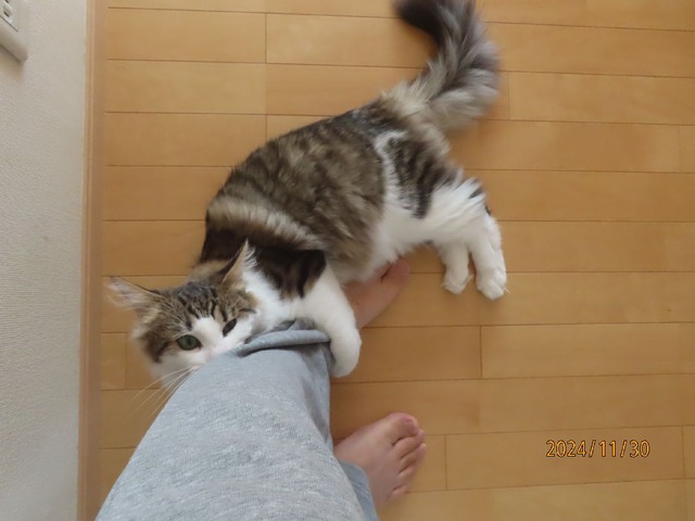かみかみホールド