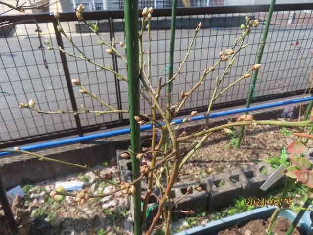 花芽がたくさん