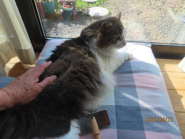 ブラッシング①