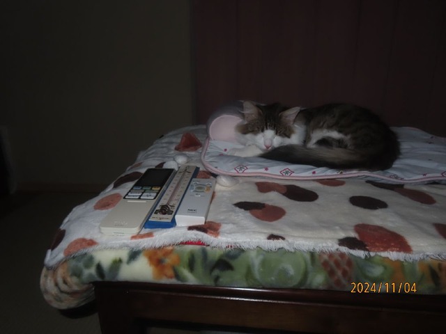 三時半コタツベッド