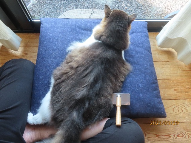 ブラッシング①