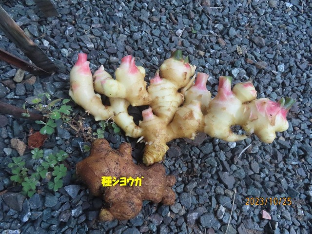庭ショウガ