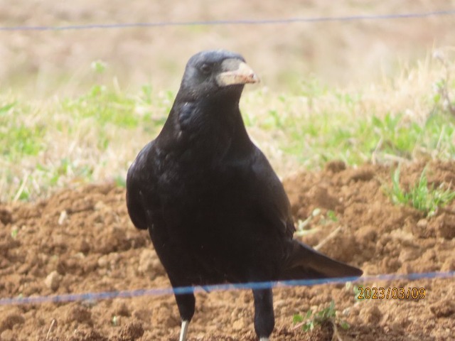 カラス