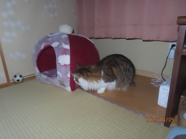 零時半ボール遊び