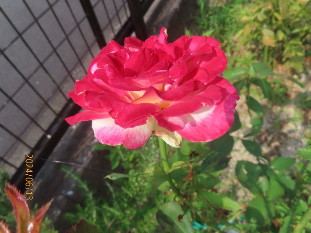 ダブルデライト②