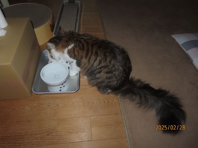 七時過ぎ朝ゴハン