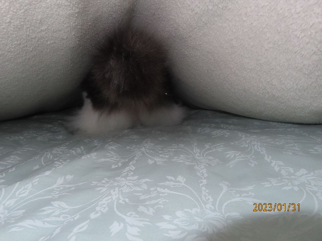 蒲団潜り③