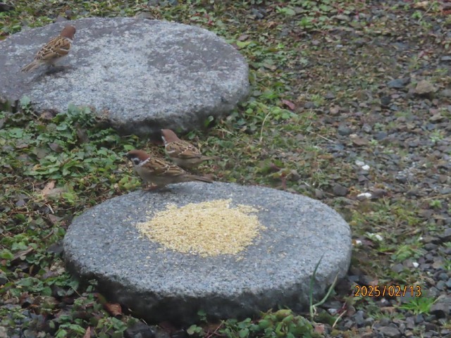 蒔きエサにスズメ