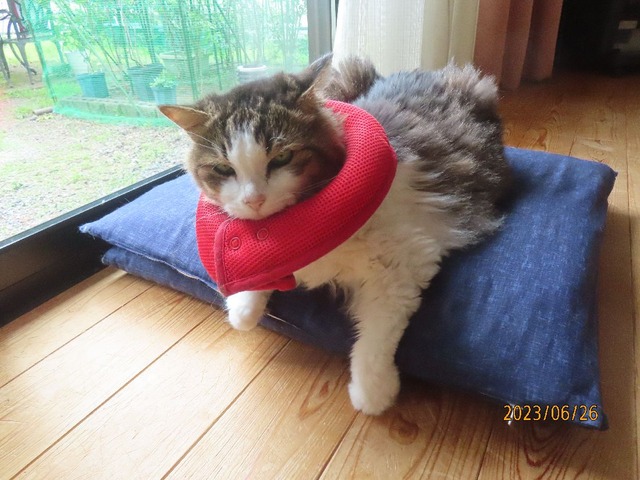 エリカラ直してちゅ～る