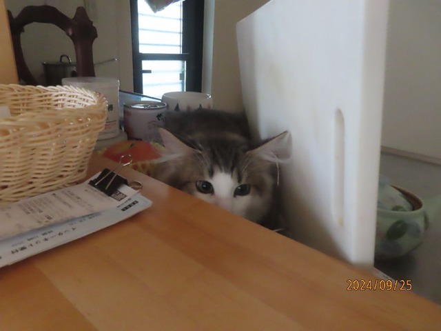 いたずらエリア