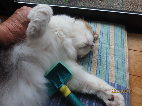 ブラッシング③