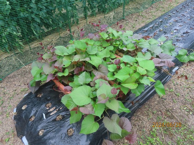 イモツルどんどん