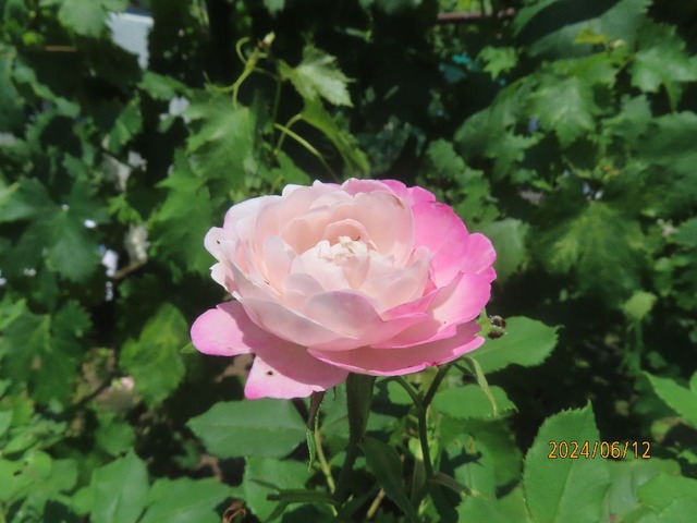 マダムピエールオジェ