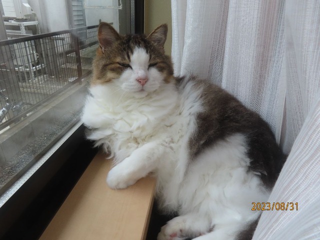 おはよございます