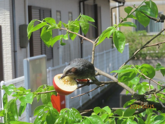 リンゴヒヨドリ