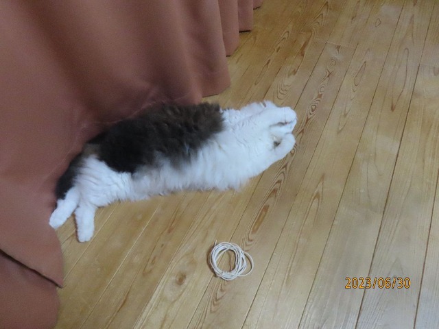 ジャラシ②