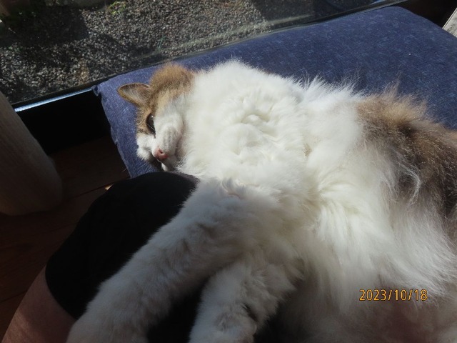 ブラッシング②