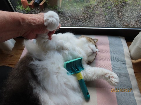 ブラッシング③