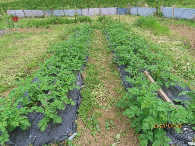 ジャガイモ立ち上がる