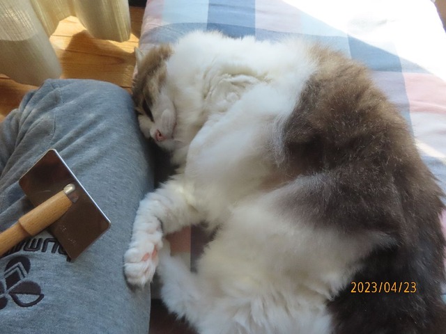 ブラッシング③