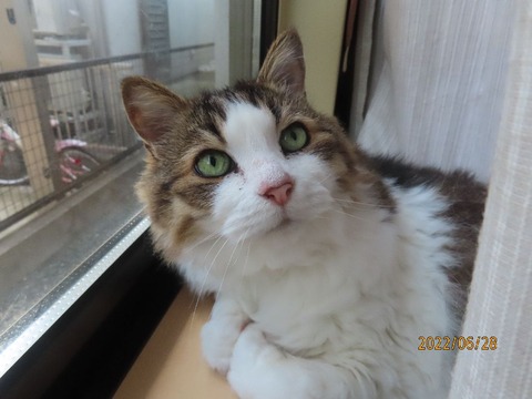 出かけて来るヨ