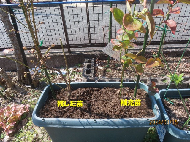 シャープブルーコンテナ