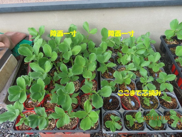 陵西一寸芯止め