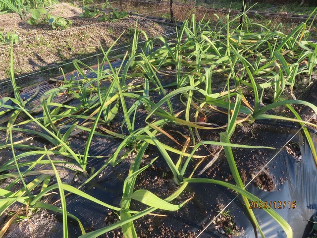 ニューホワイト六片