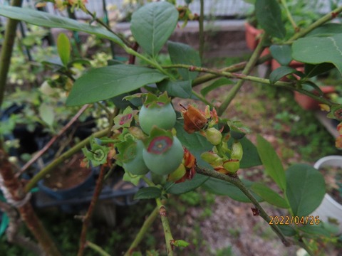 鉢植えオニール