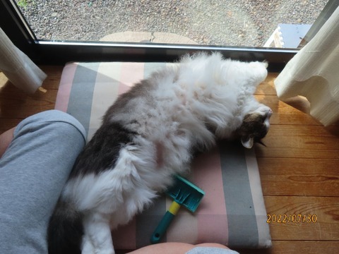 ブラッシング④