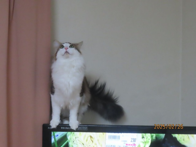 テレビ②