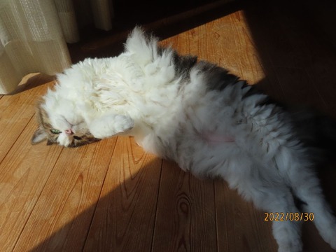 おはようころりん