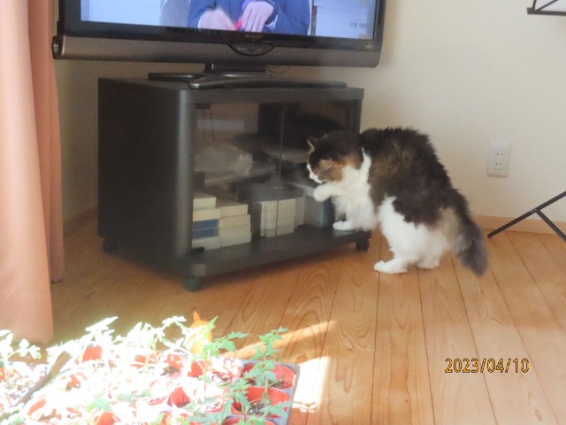 いたずらふうちゃん