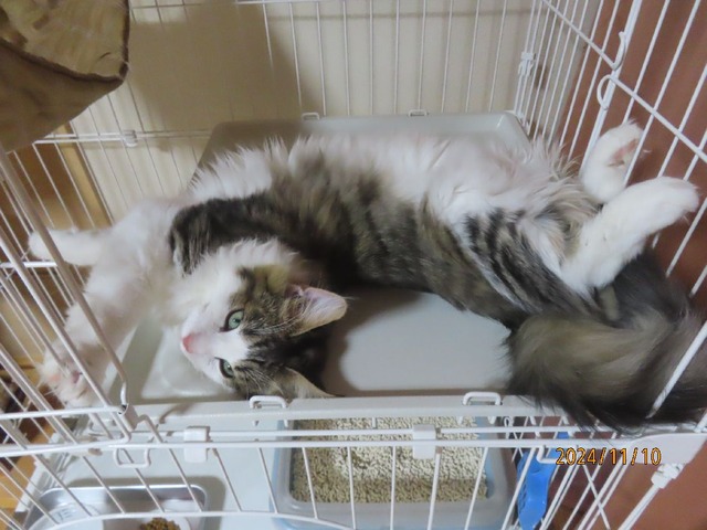 夜ケージ②