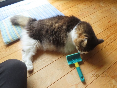 始めましょうか