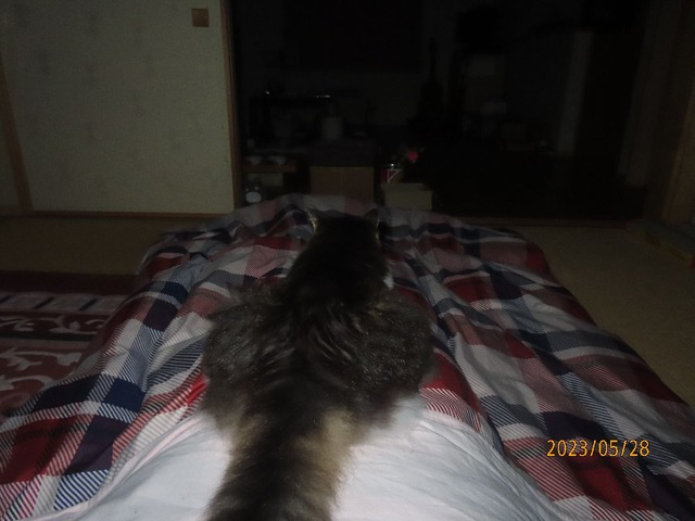 零時四十伍分どす