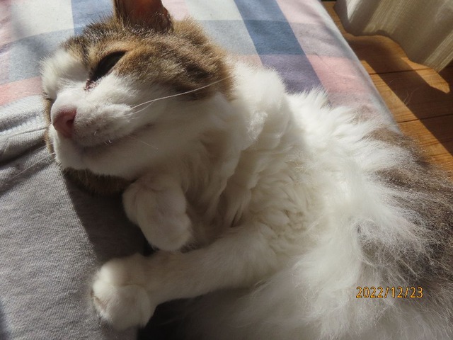 ブラッシング③