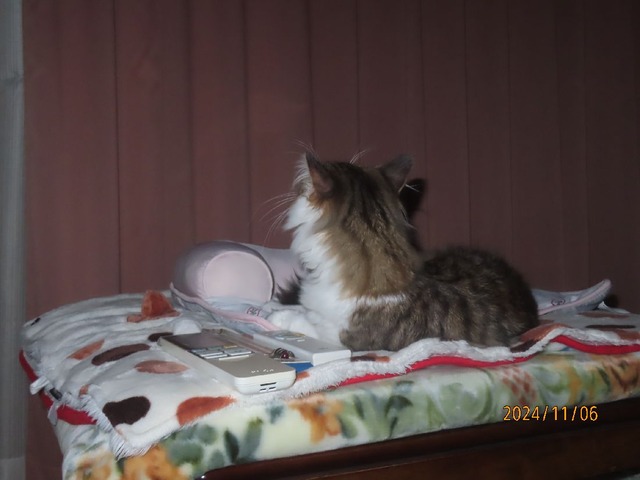 一時コタツベッド