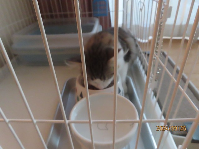 ケージで晩ゴハン