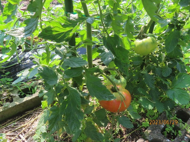 トマト②