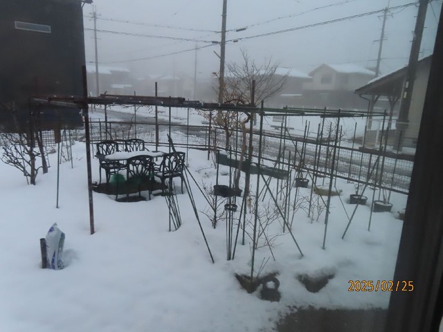 朝霧庭