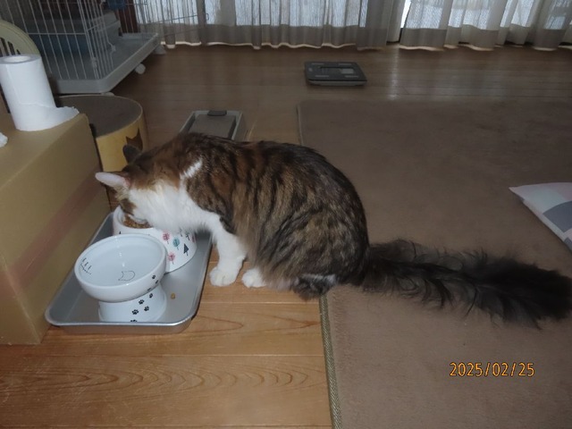 朝ゴハン