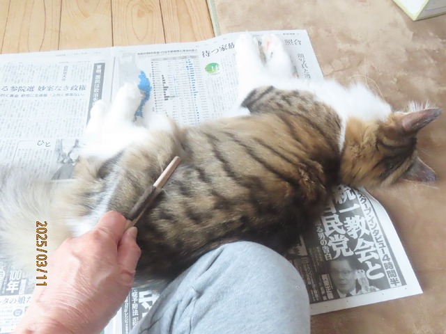 ブラッシング③